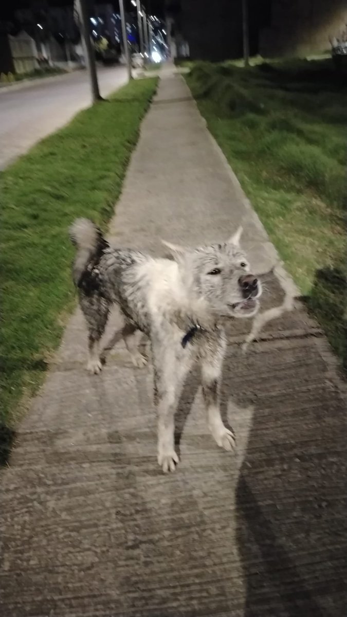 POSITIVAFMRADIO's tweet photo. #ServicioSocial #MascotasPerdidas 
Perrito blanco parece perdido y asustado. Al parecer cayó al caño por el olor. Deambulando por el parque del barrio las quintas de #Tunja 

Si alguien lo reconoce o puede cuidarlo mientras aparece su familia https://t.co/qhHujbK6b7