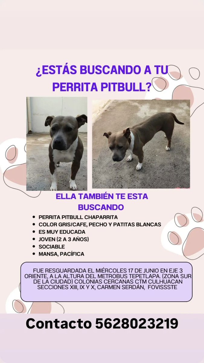 lawera33's tweet photo. #Encontrada #LaWera33 perrita hembra pitbull 
#Taxqueña #Coapa #tlalpan #coyoacan #cdmx #acoxpa #RT @MascotasSismo @MascotaCoyoacan #fyp https://t.co/d4kysHu9x9