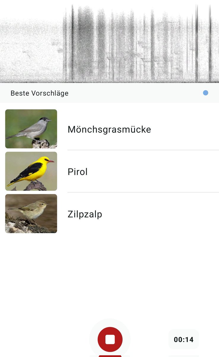 Teilhabe_4_all's tweet photo. Diese Jahr habe ich schon mehrere Male einen #Pirol in #Berlin gehört aber nie gesehen. Im letzten Jahr sogar kurz mal einen gesehen. #Stadtnatur #Köpenick https://t.co/G3YW5CHdYn