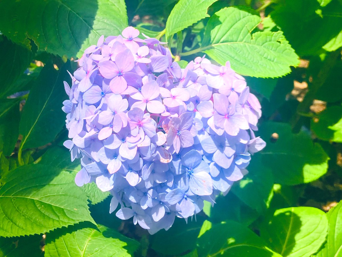 blue43milk's tweet photo. 動くとジワーッとくる
気温はいいのに
#イマソラ
#空
#紫陽花
1.2枚めはハートにも見える…かな？ https://t.co/4YSqPFnZLg