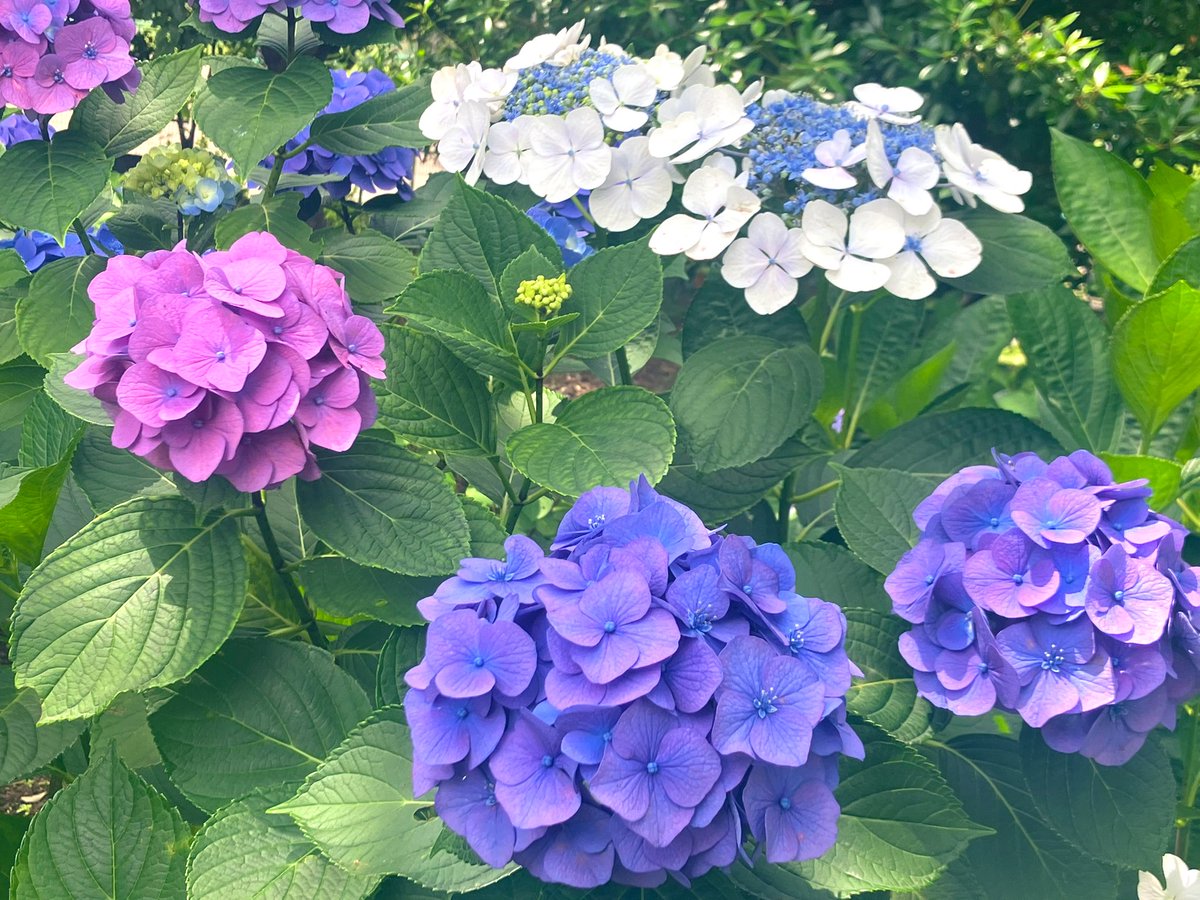 blue43milk's tweet photo. 動くとジワーッとくる
気温はいいのに
#イマソラ
#空
#紫陽花
1.2枚めはハートにも見える…かな？ https://t.co/4YSqPFnZLg