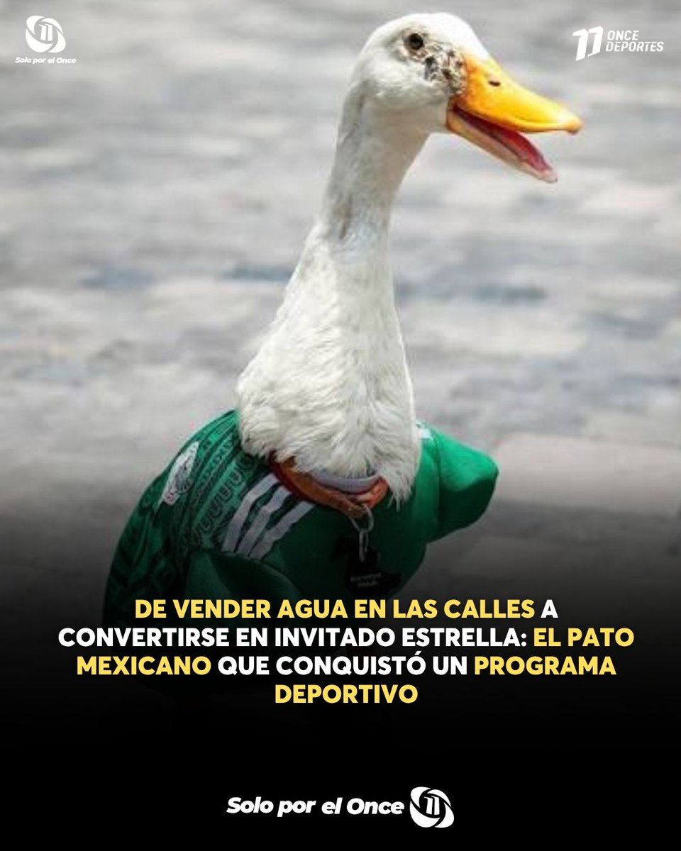 canal11hn's tweet photo. 🦆✨ Lo que parecía una historia cotidiana terminó siendo un fenómeno viral. Un pato llegó hasta un programa deportivo y se robó todas las miradas. 🇲🇽
Más información aquí: https://t.co/OB4MmyqcJi
#PatoViral #Mexico #ProgramaDeportivo #Tendencia https://t.co/YTdR7WKtjk
