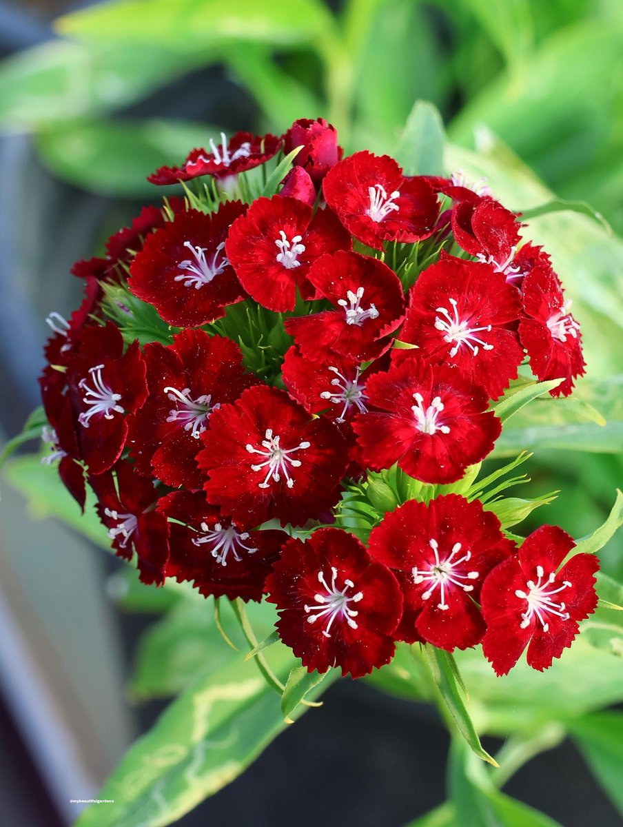 Bloom97488074's tweet photo. Sweet William (Dianthus barbatus), a popular choice for cottage gardens known for their dense clusters of velvety, clove-scented flowers. https://t.co/5gzgHIQTTb
