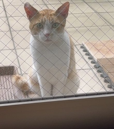yVYHyXqscez1WT7's tweet photo. #迷い猫
#横浜市中区
一昨日と今朝、同じ猫がベランダに。
若そうな男の子、毛は綺麗で人を怖がらないので飼い猫ではないでしょうか。
うちの猫を威嚇することもなく、じっとこちらを見たり寝てしまったり。
探してる飼い主さんがいるかもしれないので拡散願います
根岸森林公園の近くです。 https://t.co/13FedVgHpD