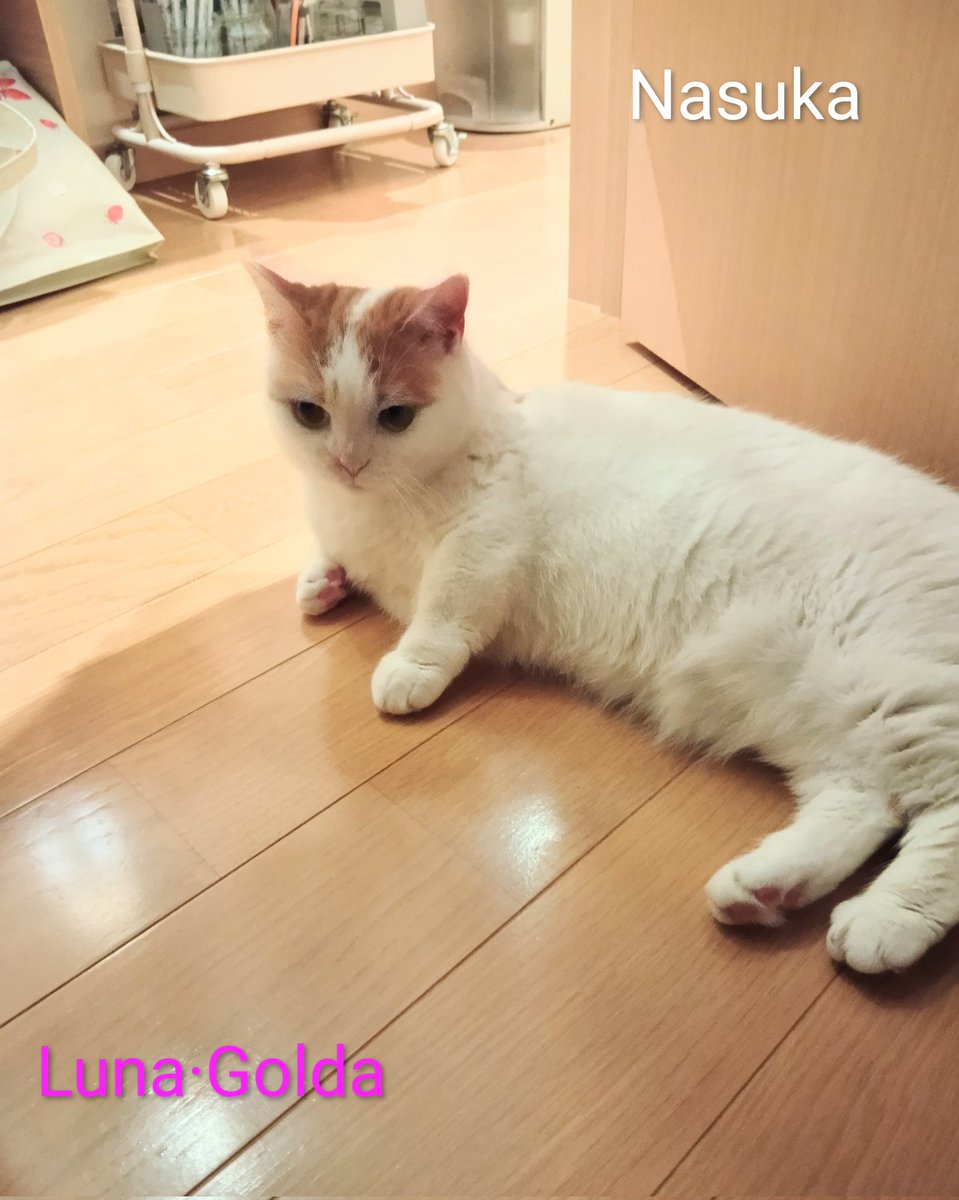 TimmyTimmyTim7's tweet photo. 案件〉
光の加減で目が大きく見える件です。
報告〉
大きかったです。
以上。
ーーー
感想〉
ただただ可愛い ( デレデレ)。
奈須馨クロフォード
2026.6.23

#可愛い猫
#ルナ
#Goldy
#奈須馨クロフォード
#マンチカン
#ルナ·ゴールダ
#洋服を着る猫 https://t.co/w4hU7R2hqE