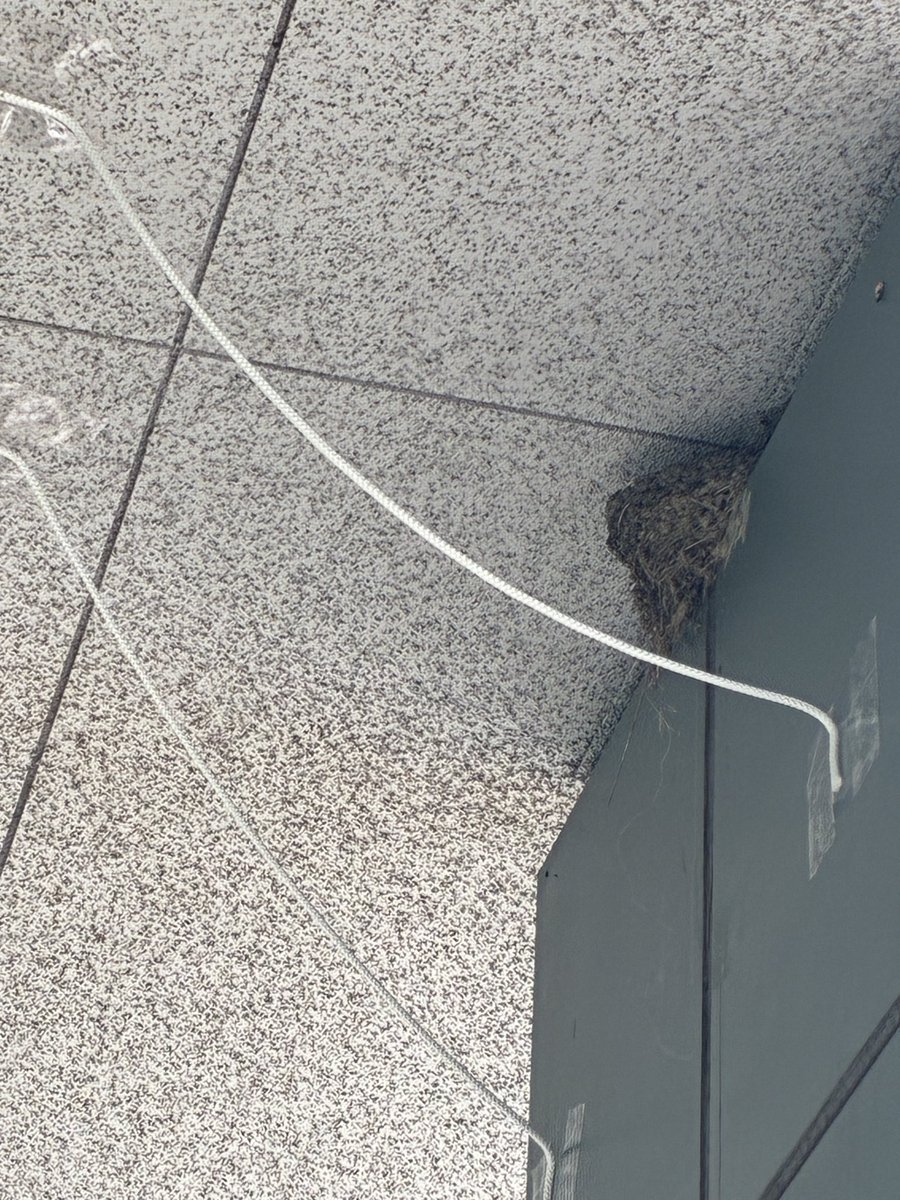 TheYamada334's tweet photo. 人間が出来るカラス対策してあげた。作業中はピーピーツバメ達に急かされたのでとりあえずこんな感じで雑やけど https://t.co/Eg9mfecNPy