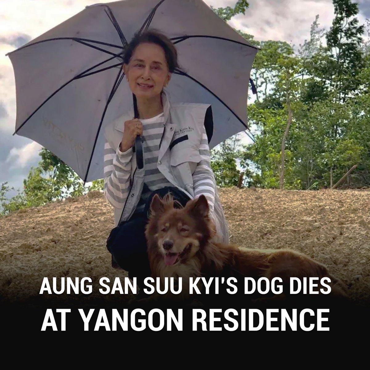DVB_English's tweet photo. Jailed State Counsellor Aung San Suu Kyi’s dog, Taichito, died at her family home located on 54 University Avenue in Yangon’s Bahan Township, on June 21. Read more in today's Daily Briefing: https://t.co/YFF2zFZpVX https://t.co/i7Wnc3HjKm