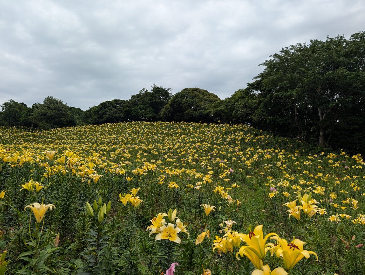 MAO4649's tweet photo. 黄色ゾーン https://t.co/wXSke96VIo