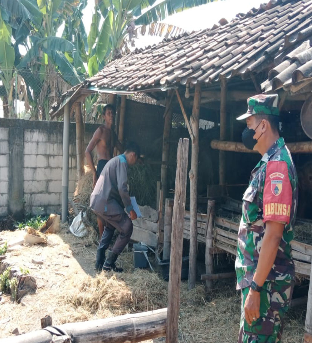 kodim0804's tweet photo. Magetan – Kepedulian terhadap kesehatan hewan ternak terus ditunjukkan aparat kewilayahan. Babinsa Desa Gulun Koramil 0804/06 Maospati Serka Tri Sukendar melaksanakan pendampingan kegiatan vaksinasi Penyakit Mulut dan Kuku PMK menggunakan vaksin APHOVET pada hewan ternak Sapi https://t.co/LV8pE9n6By