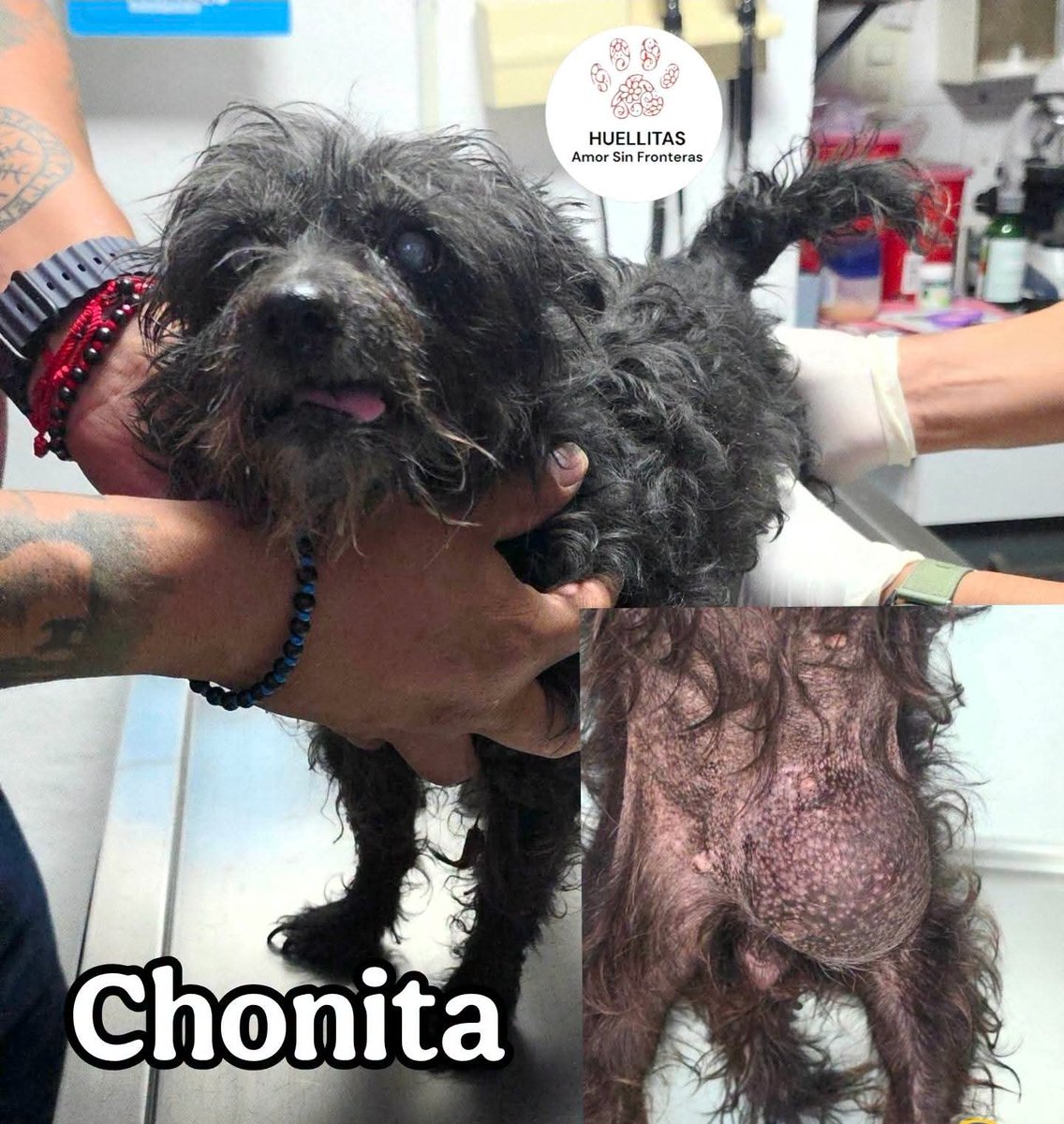 HASF_AnaSDiaz's tweet photo. 🚨💔 Ya no podremos seguir atendiendo a estos 13 pequeños si no logramos hacer pagos a las veterinarias. 💔🚨

😔 Muchas personas nos preguntan por qué ya no hemos podido ayudar más reportes y por qué a veces tenemos que decir que no. Hasta se enojan con nosotros cuando les negamos ayuda.

La respuesta está en estas fotografías.

🐾 Estos son 4 de los 13 casos de los pequeños que actualmente tenemos hospitalizados o en tratamiento médico. Muchos llevan meses luchando por su vida entre quimioterapias, cirugías, estudios, medicamentos y hospitalizaciones.

🙏 Aunque seguimos haciendo todo lo posible por ellos, la realidad es que ya no podemos seguir solos.

💸 Arrastramos adeudos veterinarios anteriores y debemos seguir cubriendo los tratamientos de los niños que continúan luchando. Por eso hemos tenido que detener nuevos ingresos, no porque no queramos ayudar, sino porque ya no sabemos cómo seguir absorbiendo tantos gastos.

😭💔 Si no logramos realizar abonos, estos pequeños YA NO PODREMOS SEGUIR NI SI QUIERA ATENDIENDOLOS😭😭

Por favor, lee sus historias, comparte y ayúdanos a seguir luchando por ellos. 🙏🐾

🐾❤️ Ellos siguen luchando...

🐾 Mambut – TVT avanzado. En quimioterapias y próximo a cirugía.

🐾 Diego – TVT avanzado. Requiere cirugía. Luchando por conservar su pene.

🐾 Tuna – Mandíbula fracturada. Requiere cirugía y tratamiento dental.

🐾 Chonita – Abuelita con problema cardíaco y tumor mamario.

🙏 Por favor, no nos dejen solos. Cada peso, cada compartida y cada padrino puede hacer la diferencia entre continuar un tratamiento o tener que detenerlo. 💔🐾

POR PIEDAD LES RUEGO NOS ENVIEN UNA PATITA TODO SUMA.... Tenemos que dar abonos semana a semana en las veterinarias y cubrir las cirugias pendientes para que se puedan operar.

En los sig post les subo los demás

AYUDENOS POR PIEDAD...

🐾 Mil gracias 🐾
🙏Con tu ayuda logramos milagros🙏
Banorte: 072180011828376620
Banco Azteca: 4027 6600 2845 3837
Bancomer: 4152 3146 2738 7643
Coppel (OXXO): 4169 1614 6125 2255
PayPal: https://t.co/ZRtji14ikC