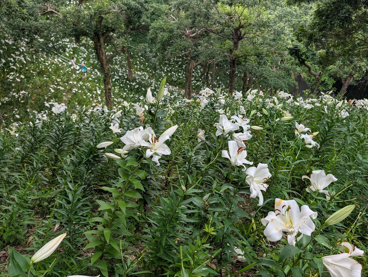 MAO4649's tweet photo. 白紫陽花コンボ白ゆりゾーン！ https://t.co/RUInFCoxg0