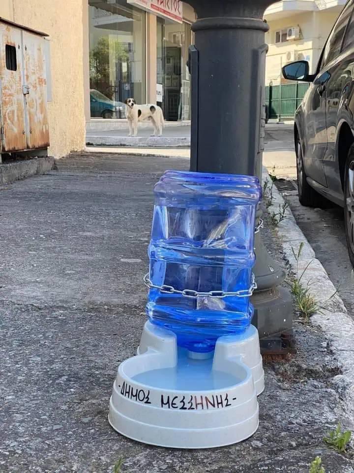 domdyer70's tweet photo. Thank you to the kind animal lovers of Greece leaving out water for street dogs in terrible heat wave https://t.co/eLFdt1XwUk