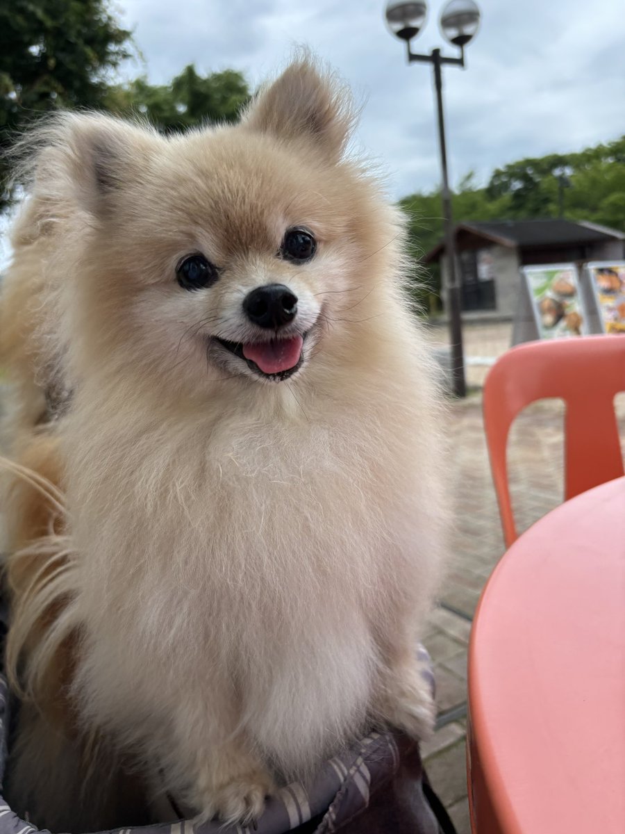 pooom_pom's tweet photo. 食べ物があるといいお顔🐶 https://t.co/ylXgssW2FI