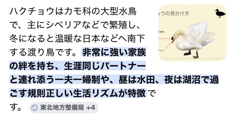 shashinmi's tweet photo. @in_Sotto 
あまりにもCSで説明されてない物が多すぎてキチンとまとめようとせこせこ作っているものがあるのですが取り急ぎ、ブライトは先天性有翼のハクチョウ男です！🦢
↓こんな感じ！♡ 交流のご参考になれば💦 https://t.co/ovOq1lErgs