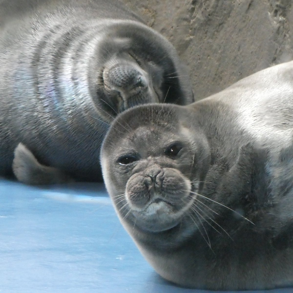 shu_1aquarium's tweet photo. キール＆ライチ
#バイカルアザラシ 
2026.6   鳥羽水族館 https://t.co/ESpv975ESU