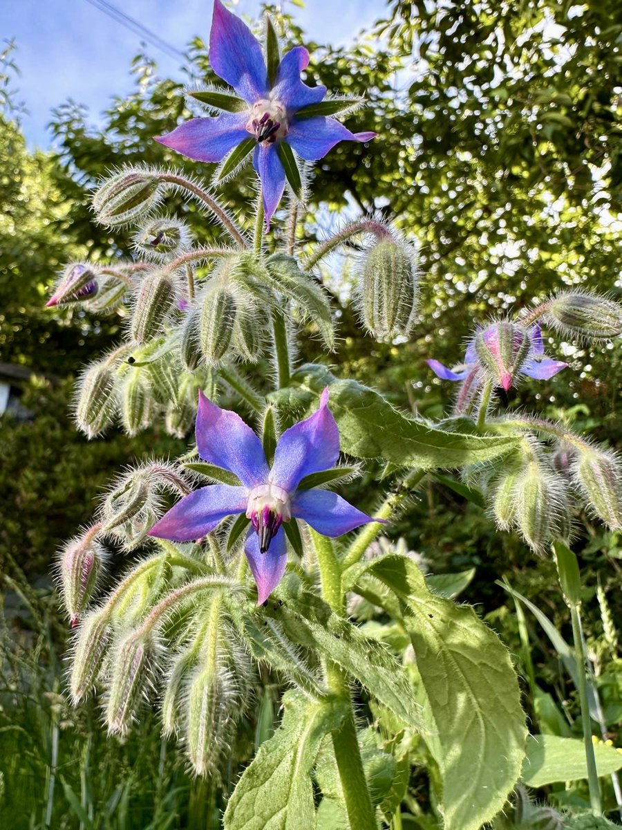 katephillips29's tweet photo. Have accidentally grown some borage on the wild bit of the lawn - and it’s very pretty! 😍 https://t.co/TGiYRPDLVn