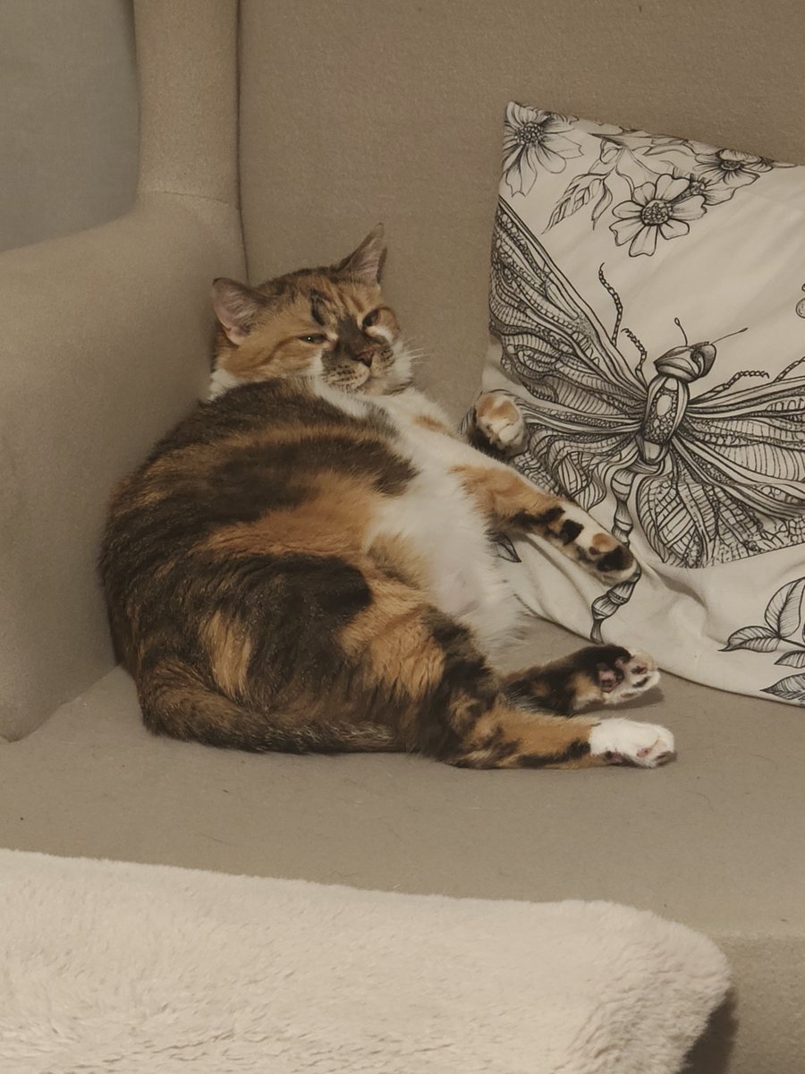 kitkakitkacat's tweet photo. on today's episode of fat and jobless https://t.co/nMU6m464aX