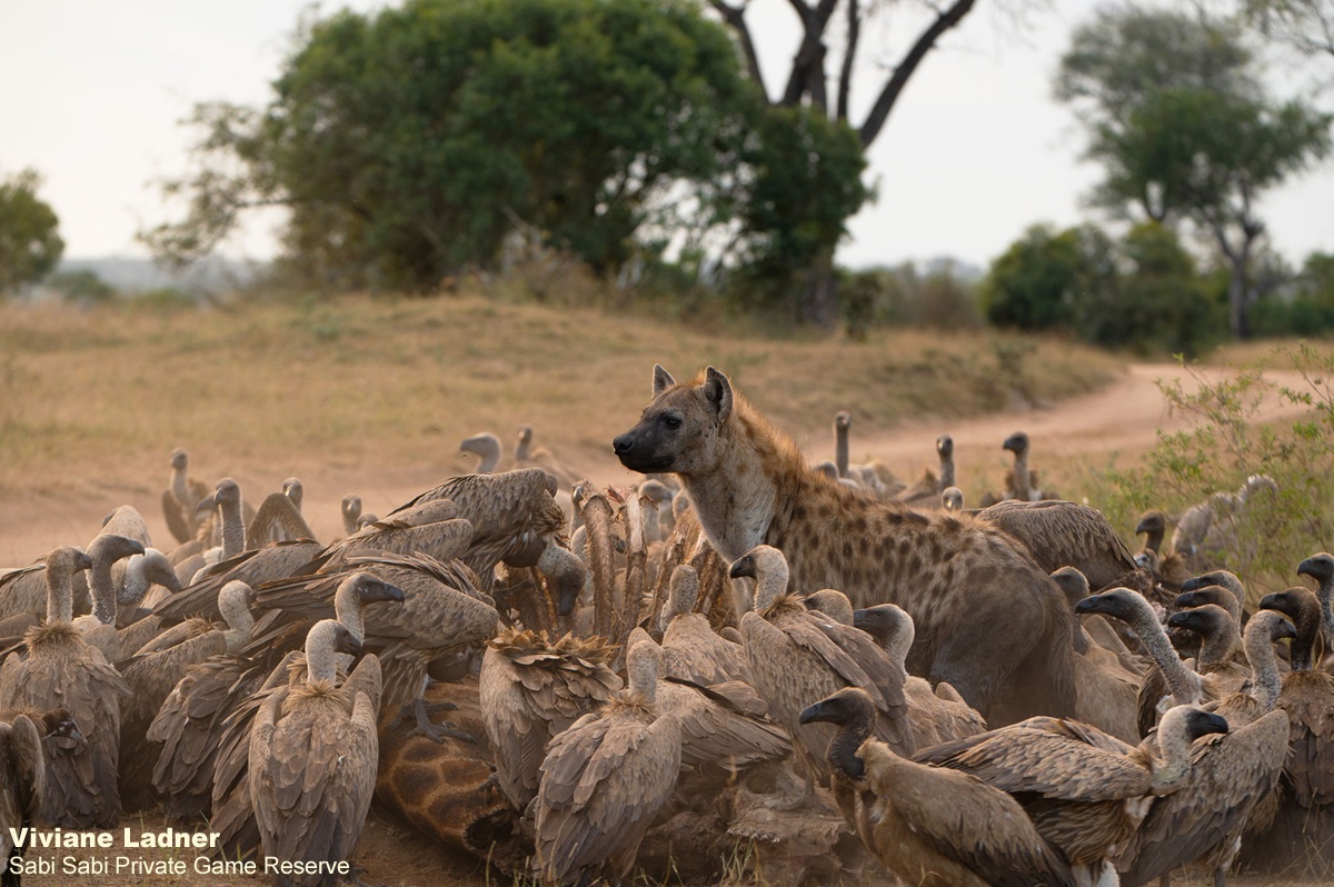 SabiSabiReserve's tweet photo. Scavengers on a giraffe carcass. #scavengers #hyena #vultures #nature #wildlife  https://t.co/shmr1Gqsuu https://t.co/AW4sKJMELg