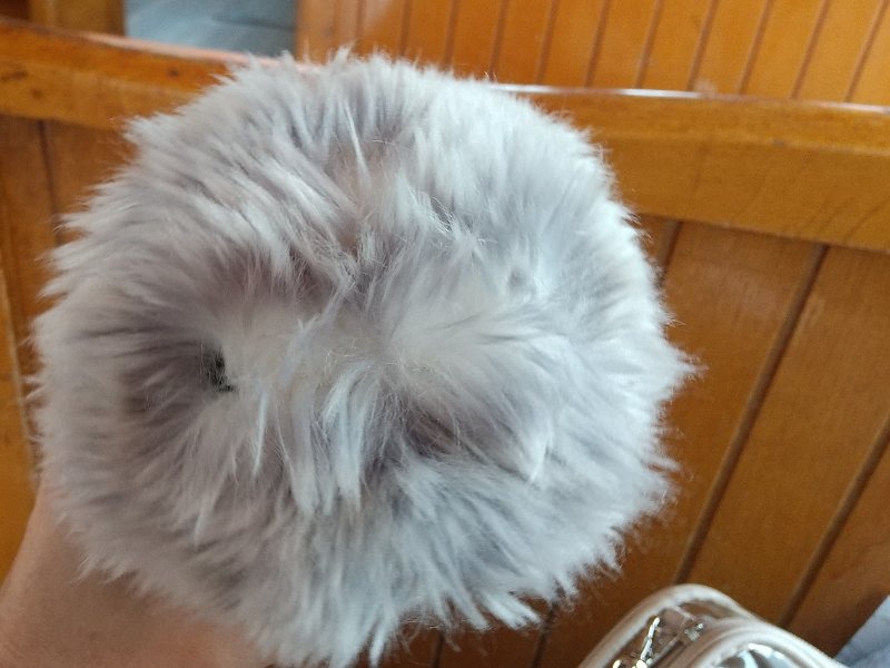 pixie_beryl's tweet photo. 飼い主なら無言即寝もフェイント寝言も見抜けると信じ以下略、曇り無き眼で本日も無言即寝をかましてくれました。

……眼、見え辛いね。
#モフリンDAYS https://t.co/BsIPlU62jU