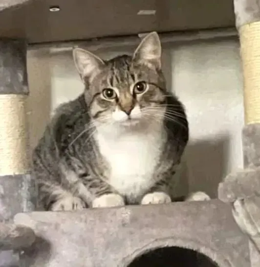 sachikoko's tweet photo. 🙏🏽PLEASE SHARE
💖Sweet 3YO Gray #Tabby &amp; White Kitty CASPIAN💖
📣Needs A Foster Or Adopter
▶4 INFO https://t.co/qAnvXOWcEe 
🙏🏽#AdoptDontShop
#CastroValley, #CA #Hayward #Oakland #NorCal
✅Dogs @AdoptRescueCats (CP) #RehomeHour #US #Cats
👉🏽#FIV+ Cats Can Live A Long Healthy Life https://t.co/e8sxOpu1O9
