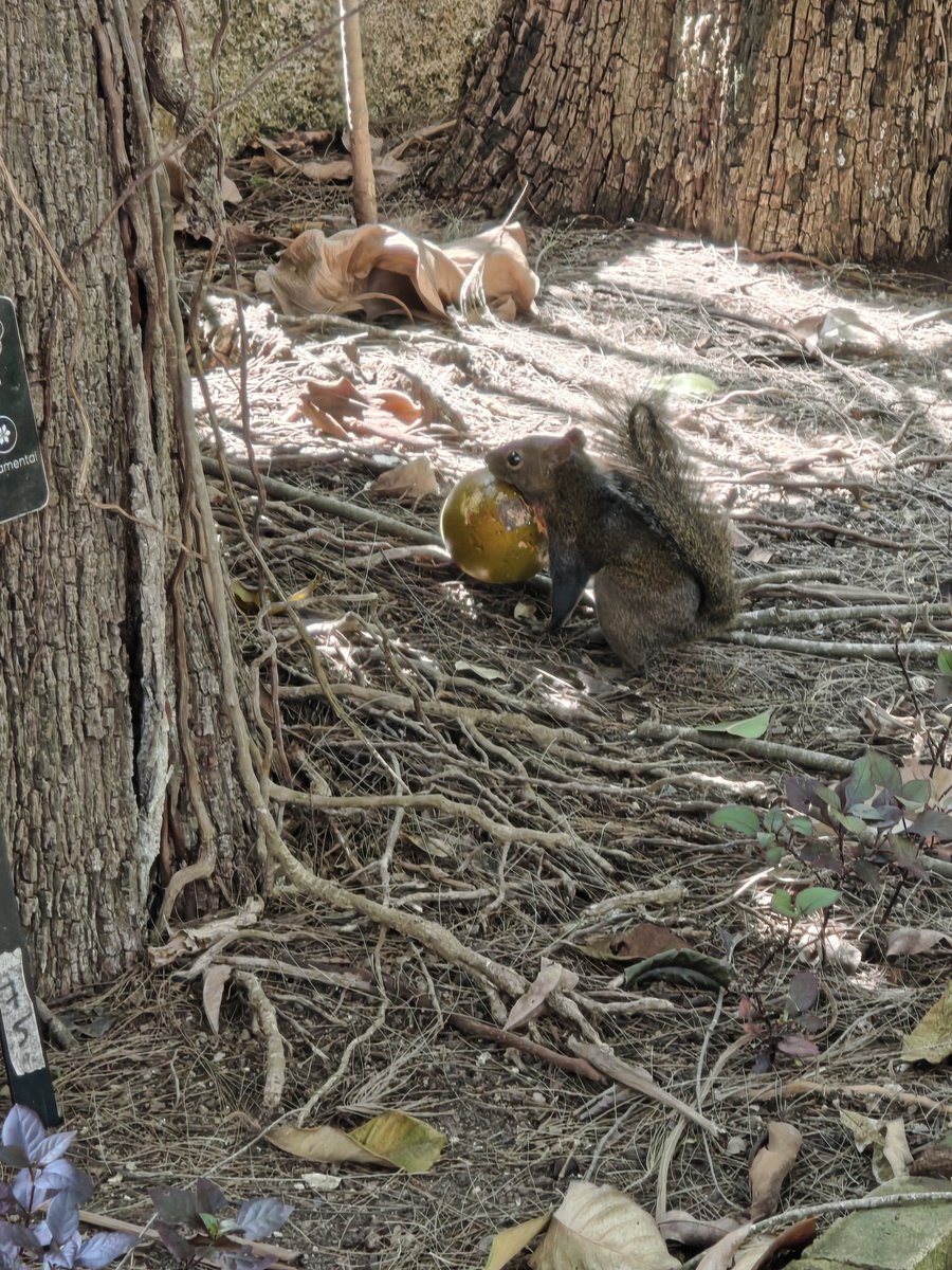 CJSol_'s tweet photo. Una ardilla con un zapote https://t.co/D902IhenGg