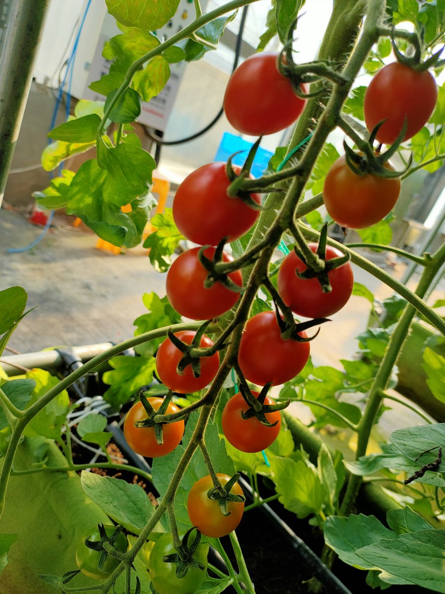 Ingvshah's tweet photo. Just tried this sun-ripened cherry tomato variety—burst with sweet juice, zero watery aftertaste, perfect for salads or snacking! Will definitely restock! ， https://t.co/smMpv4BEpu