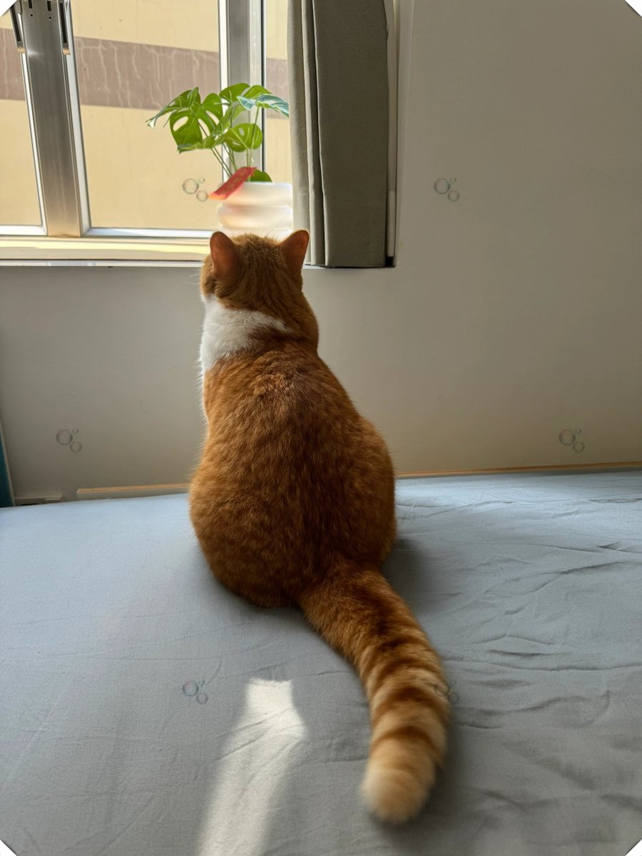 lonelyBobby's tweet photo. My office neighbor’s cat snuck in today u0026 stole half my lunch! Turns out even busy professionals will drop everything for a free tuna snack ， https://t.co/XBKN6yhUEb