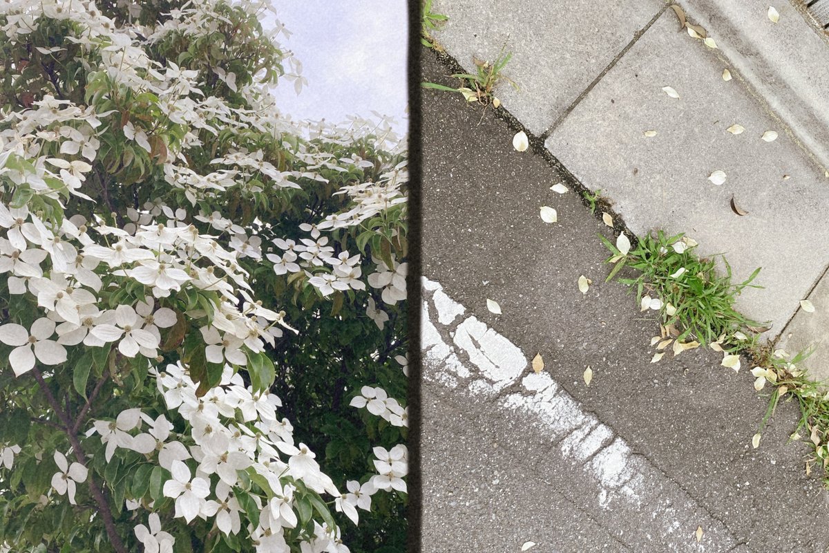 umi_retro_snap's tweet photo. 2つの瞬間を、1枚の写真に。

フィルムのハーフカメラにインスパイアされた
2-in-1 撮影。
何気ない街並みも、少し特別な1枚に。

umi カメラ | 無料 iPhone カメラアプリ
https://t.co/mjN1JyWMfL

#umicamera #ハーフカメラ #フィルムカメラ #iPhone写真 #写真好きな人と繋がりたい #2in1撮影 https://t.co/ZVahGrcCco
