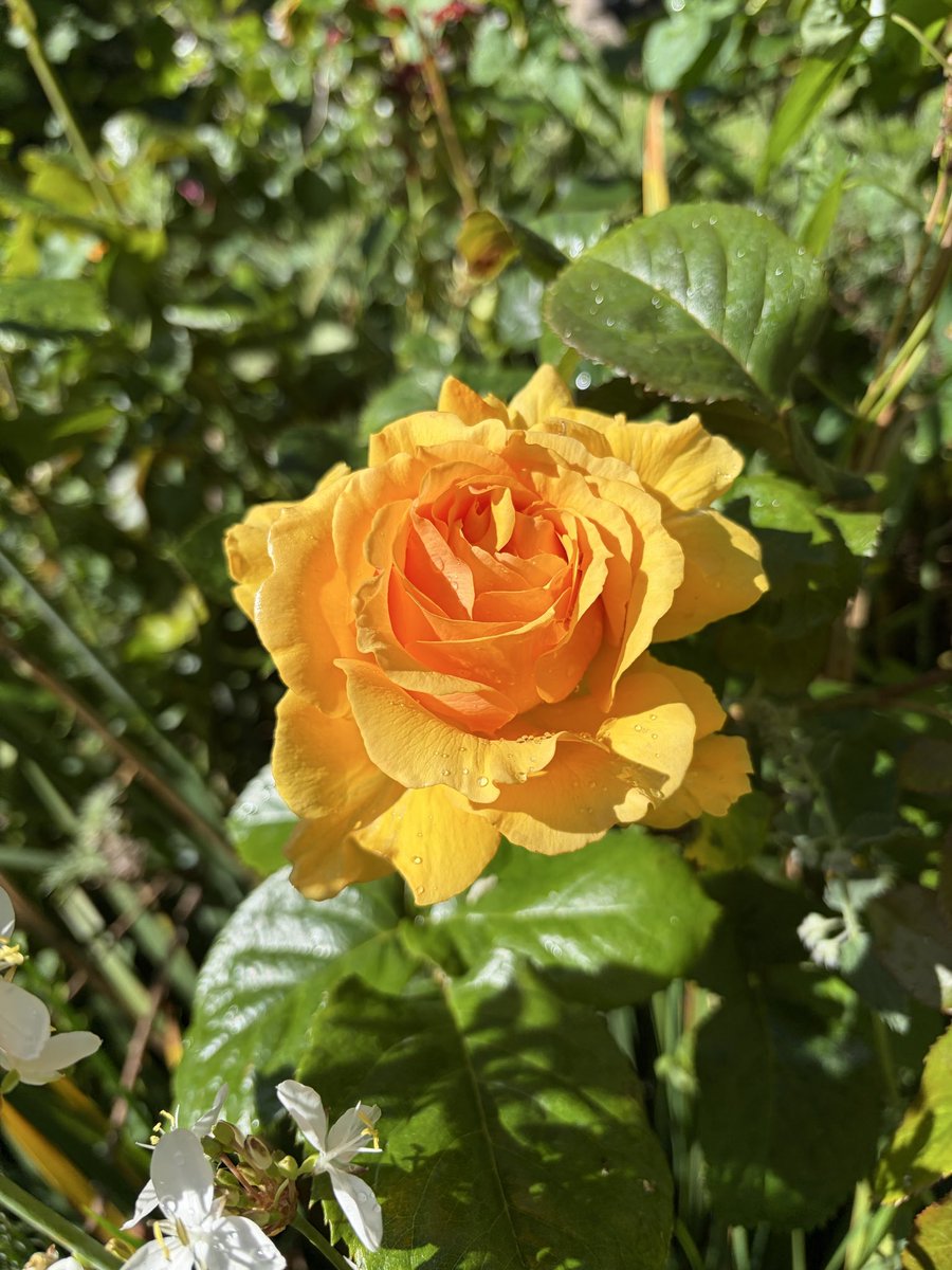 ferdazzle's tweet photo. 🌹 A golden ray of sunshine in the garden — this vibrant yellow rose, kissed with morning dew, glowing like warm honey under the light.
From soft apricot center to brilliant outer petals… pure summer joy.
What color rose makes your heart happy?
#FlowerCommunity #YellowRoses #GardenJoy #RosesOfInstagram #EdinburghParks