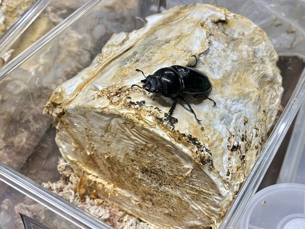 chacha_kuwa's tweet photo. 超極太レイシ材
59mmが小さく見えます

タラのセットはこんな感じ https://t.co/ZLXKbzaxrR