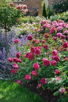 SinghJoya68059's tweet photo. तुझ्या प्रेमाचा सुगंध माझ्या आयुष्यात दरवळतोय जसा गुलाबाचा सुगंध दरवळतो.

 #RoseLovers #RoseDay #RedRoses #FlowerPower #PetalsAndLace #RoseAesthetic #LoveInBloom https://t.co/jZSm1ZElVv