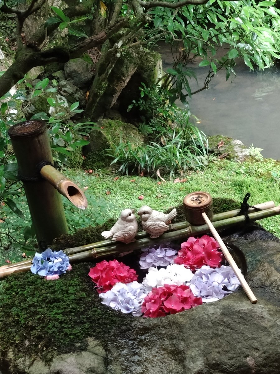 suu2160's tweet photo. ずっと行ってみたかった楊谷寺に友達が連れてってくれた〜🩵

全部が可愛いお寺でした🥺

#楊谷寺
#あじさい
#京都寺 https://t.co/gPePk3mu2t