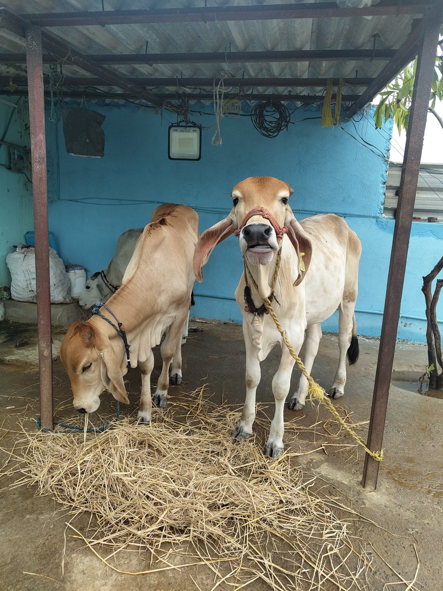 MSudeep15's tweet photo. Moo-d for the day: Just vibing. 🐮
Say Cheeessssss 😂 https://t.co/JVuDkKWTKr