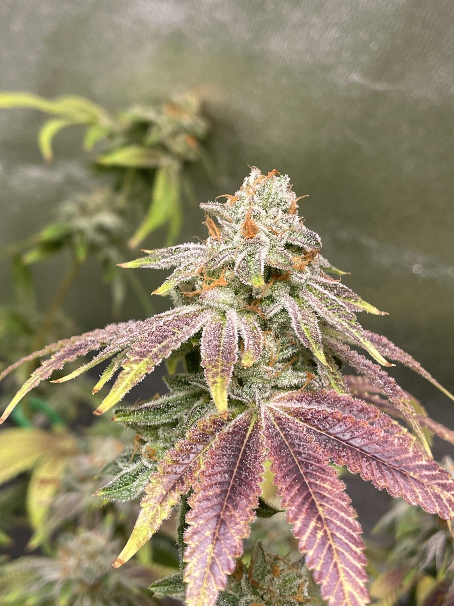 CDXXbudz's tweet photo. 56/56 . Coming down tonight. 
#VelvetMoon from @greenhouseseeds is one icy🥶 lady. . (solid Ass Genetics.) 
@lotusnutrients  as usual.  (grow ,bloom ,boost cal-mag, carboflush).
#dwc #growmie #lotusnutrients 
#Lotusgrow #growyourown
@seed_city 😃😉 https://t.co/Wb0h3a9iTU