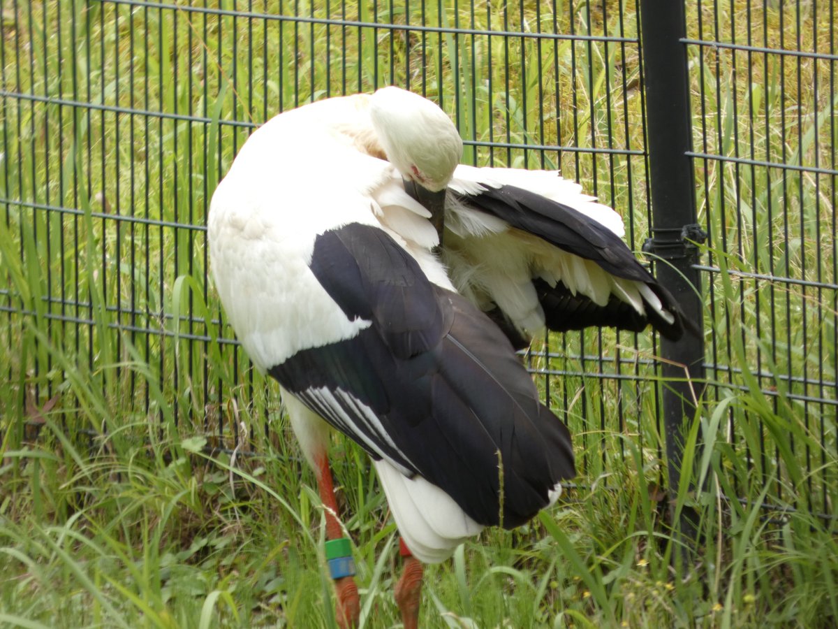 Take_shl's tweet photo. コウノトリ撮ってきたので見て https://t.co/wzw5v2GDYz