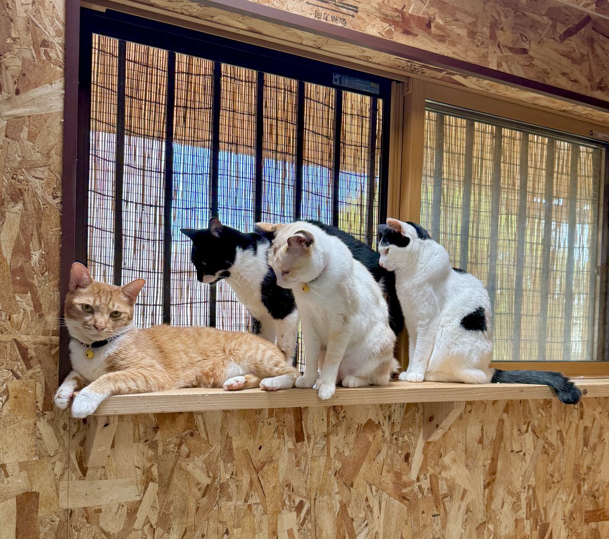Cat995540's tweet photo. Four cats are gathered together on a wooden window shelf.
An orange tabby relaxes on the left while the other three look out the window. https://t.co/2fReTt8Zbs