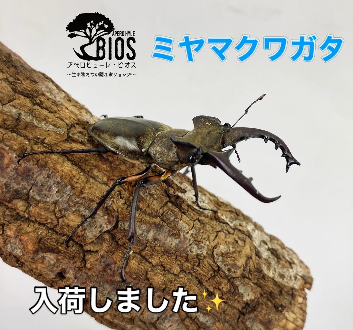 aperohyle_bios's tweet photo. こんにちは♪アペロヒューレビオスです！

国産ミヤマクワガタ入荷致しました✨

美毛も生え揃っていていかにも新成虫といった感じです♪

難易度も個人的にはそこまで高くないと思っているのでわからないことがあればお気軽にお声掛けください！ https://t.co/FA4l0xsLPt