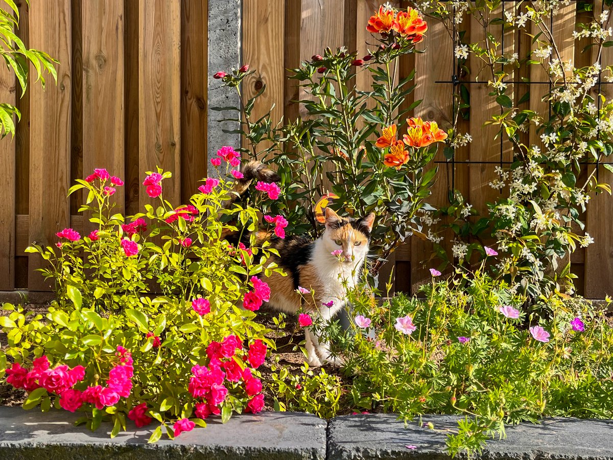 Wulllaaann's tweet photo. Photos of flower

Menambah koleksi bunga di taman. Approved by my kocheng, Milou, bunga warna oranye itu namanya indian summer (peruvian lily). Beli di toko bunga lokal yang penjualnya sangat ramah dan informatif; dapat gratis 1 pot bunga kecil karena beli banyak (Dutch likes gratis stuff 🤣)
