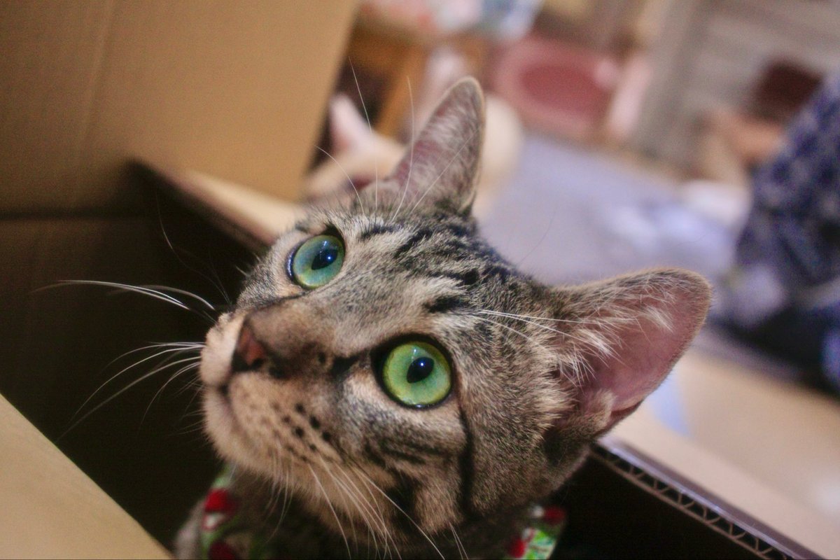 econeco13's tweet photo. 本日も、ご来店お待ちしてます!!
#保護猫カフェ #保護猫 #EOSKISS https://t.co/HxRprufpNX