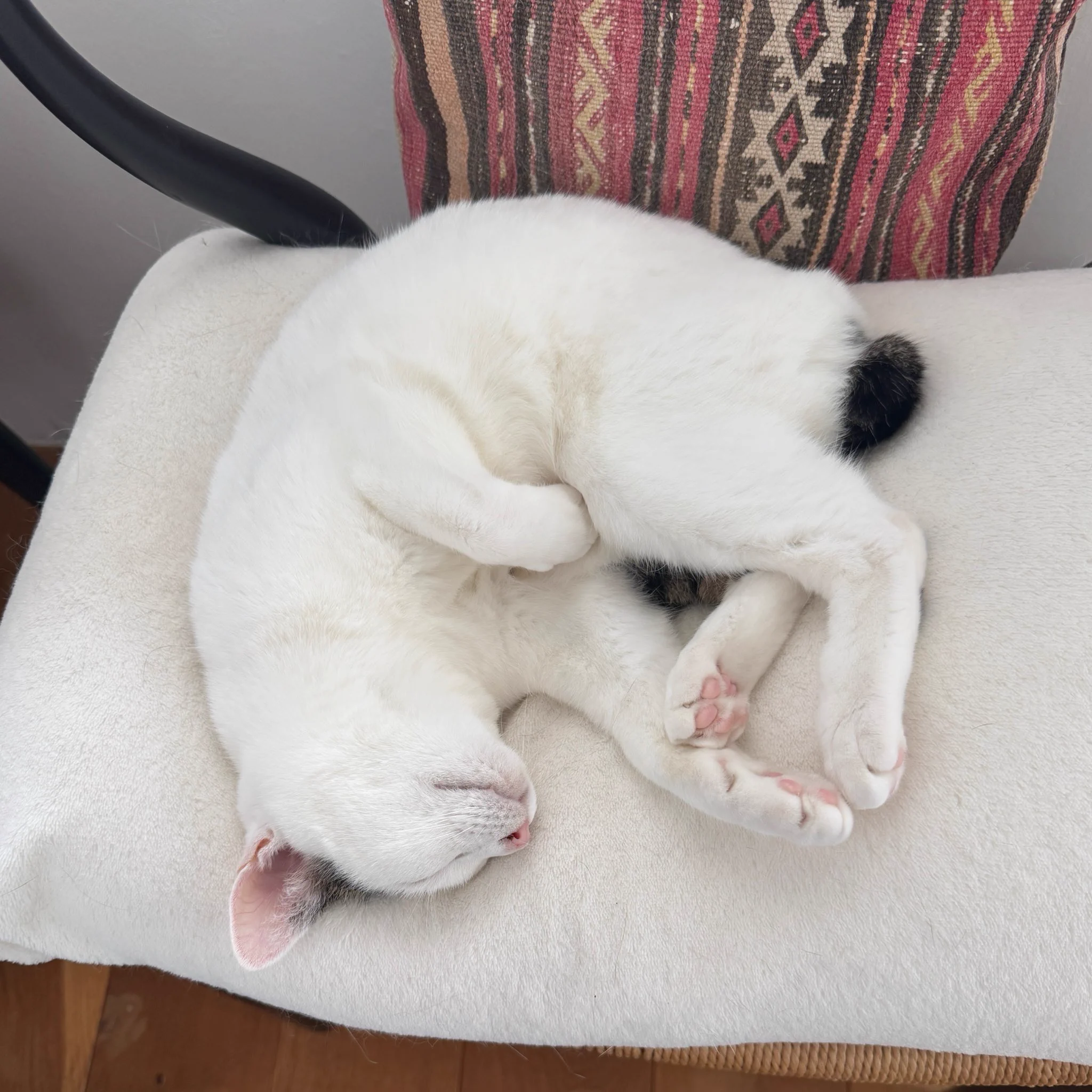 猫ラボ on X: 