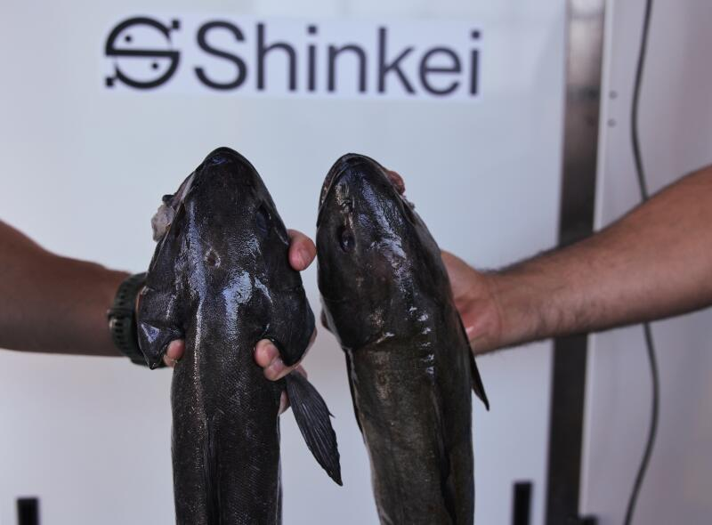 TANANY_VC's tweet photo. ピーター・ティールは「牛」と「魚」に投資
物理世界×テクノロジーはトレンド

◆ Halter：牛首輪AI

・Founders Fundが出資するHalterは、AIを搭載した「牛用の首輪」を開発。時価総額は約3,000億円に達し、すでに60万個が導入されています。
・農家はスマホアプリのボタン一つで「搾乳のために群れを集める」ことができ、牛の健康管理や位置情報の特定などが可能になります。

◆ Shinkei System：日本の「神経締め」ロボット

・同じくFounders Fundとヤマトホールディングス等が出資するShinkei System（約33億円調達）。彼らは日本の伝統技術「神経締め」を可能にする 自動神経締めロボット「Poseidon」を開発しています。
・AIが魚種を識別し、船上で職人の4〜6倍の速度で最適処理（10〜15秒/尾）を行います。これにより保存期間は3〜7倍に延び、食味は劇的に向上します。