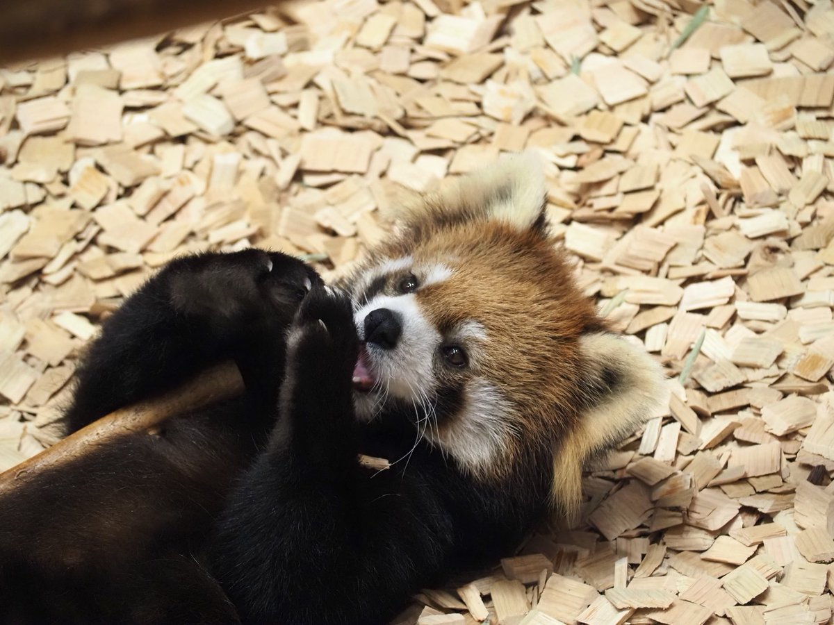 oka_pnd's tweet photo. ニコちゃん本当にかわいすぎるママ💓

#レッサーパンダ
#日本平動物園
#ニコ https://t.co/JnnNTilOz5