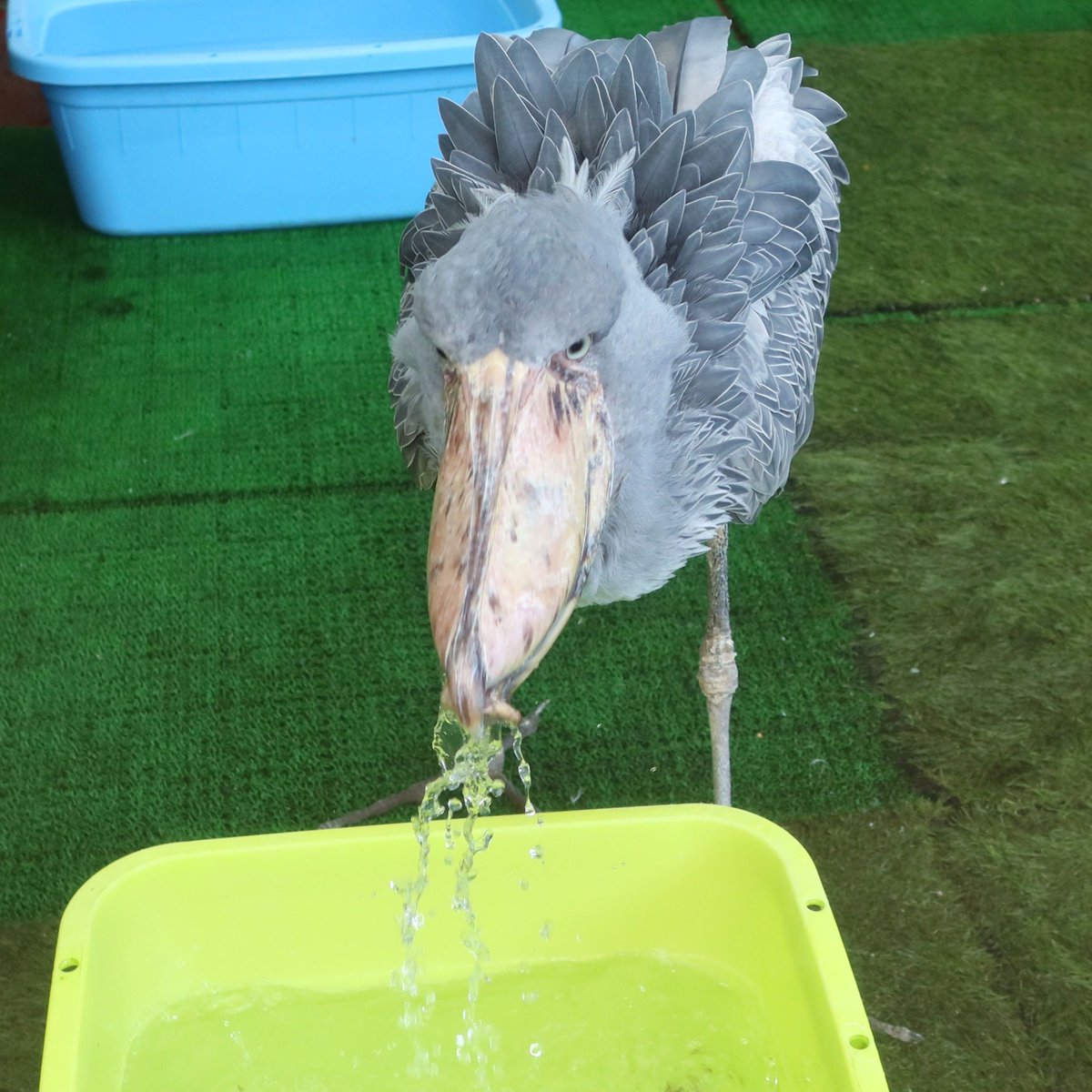 matsuevogelpark's tweet photo. 口から水をじゃばー！
水ごとドジョウを掬って、余分な水は吐き出します。

#ハシビロコウ　#フドウ https://t.co/s1VSbewcYM