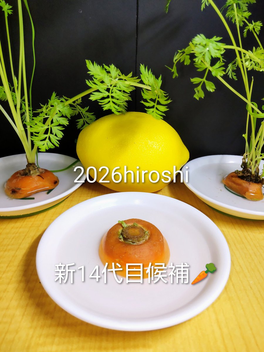 HOLBee0930's tweet photo. 🥕🌱6/23…新14代目候補🥕

12代目🥕も引退し…13代目🥕も傷み始め…14代目候補もダメになり…新14代目候補を育てる事に…その新14代目候補の残りの1個にも傷みが…いつまでもつか？

次を準備しないと

#夏場の水耕栽培は難しい

☆新14代目候補🥕と13代目🥕

#血圧と人参🥕#新14代目候補
#水耕栽培 https://t.co/u3rcONwf6W