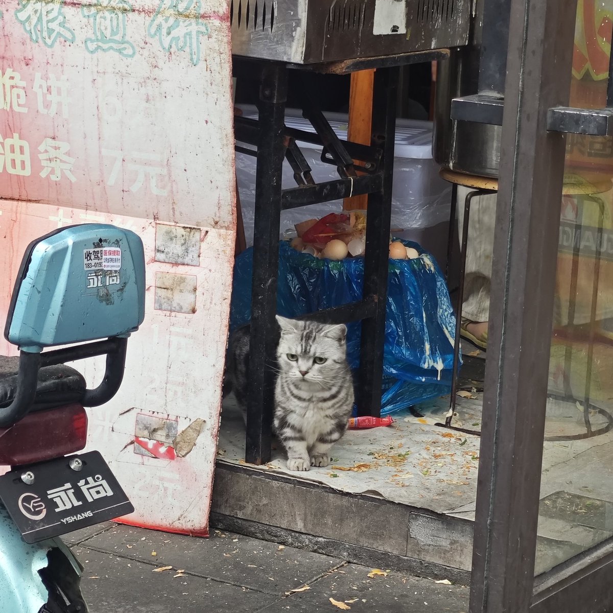 mydogisghost's tweet photo. 🐱&amp;🐦‍⬛ https://t.co/9DBY4aNfRC