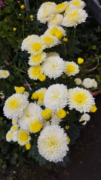 クリーム色が眩しい夏菊が期待通りの姿で咲いてくれました。2年生です。