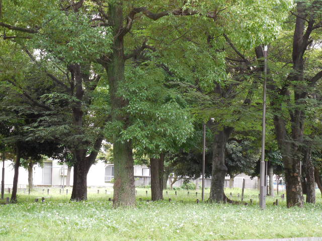 Worker_Thomas's tweet photo. お疲れ様でした。
お先に失礼します。

南砂町公園です。
今日は、寄れないかなと思う。 https://t.co/p63TlqEx6V