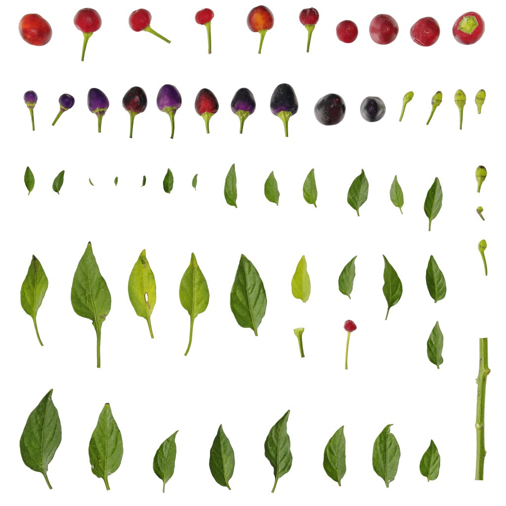 pbrpxcom's tweet photo. New Texture: PX_Capsicum_annuum_Atlas_06 
free download:https://t.co/vCwDXwO8Z5 
#cc0 #b3d #blender #free #pbr #digitalart #3DAssets #realitycapture #realityscan #photography https://t.co/lIGXfuJfHq