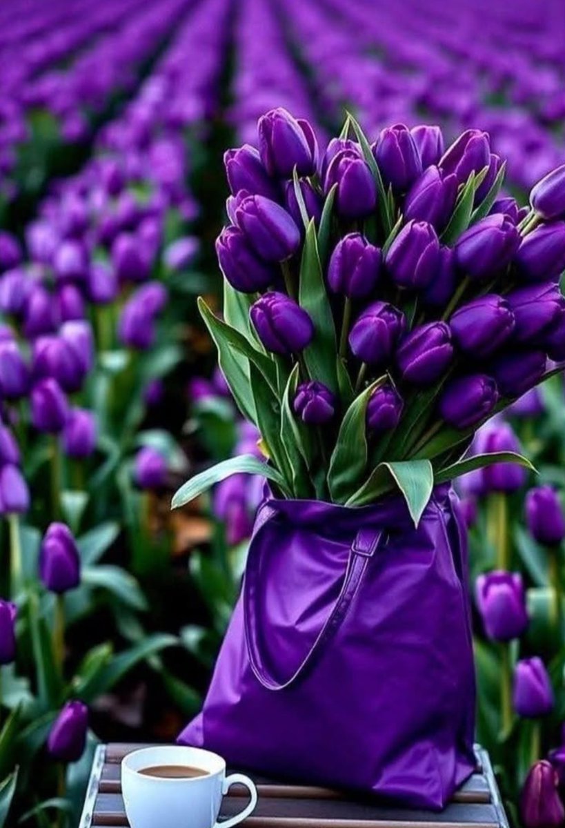 17017Nov's tweet photo. 💜💜🌿Beautiful purple🌿💜💜 #tulips https://t.co/iRUMGheA4g
