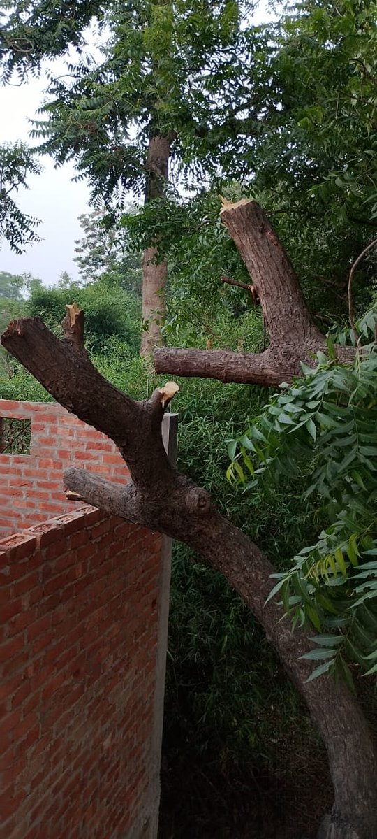 SudhirSinghPa16's tweet photo. मामला ग्राम कोलवा भनोरा थाना माल जनपद लखनऊ 
5 दिन बीत जाने के बाद भी अभी तक कोई भी कार्यवाही नहीं की गई पुलिस प्रशासन/ वन विभाग मौन 
@lkopolice 
@LucknowDivision 
@Uppolice 
@AdminLKO 
@adgzonelucknow 
@Igrangelucknow 
@DCPWEST1 
@yadavakhilesh 
@UPPViralCheck 
@ACOUPPolice https://t.co/dRaHOsUHcN